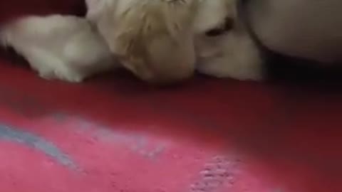 Labrador puppy