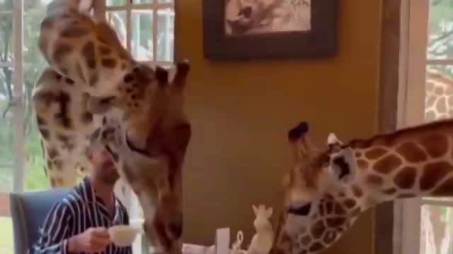brwakfast with some friends giraffe