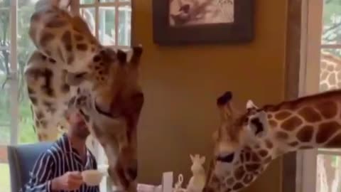 brwakfast with some friends giraffe