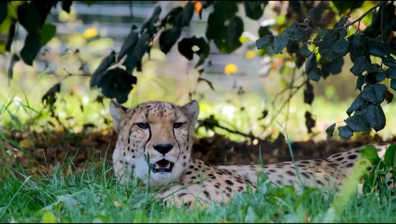 Wild Animals Species