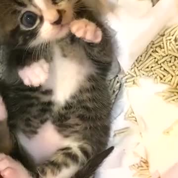 It has stars in its eyes