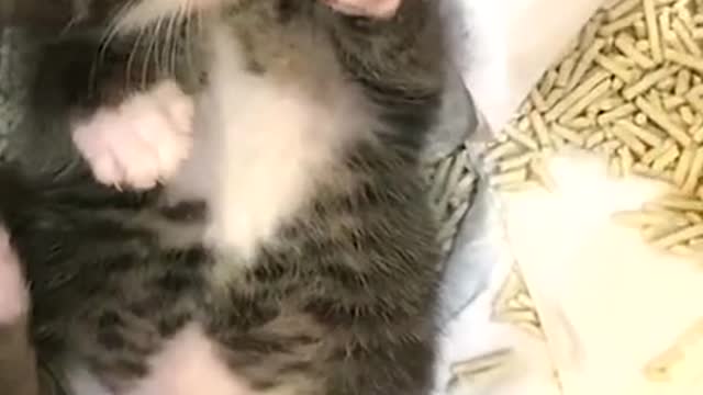 It has stars in its eyes