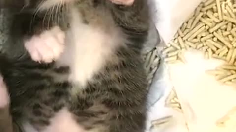 It has stars in its eyes