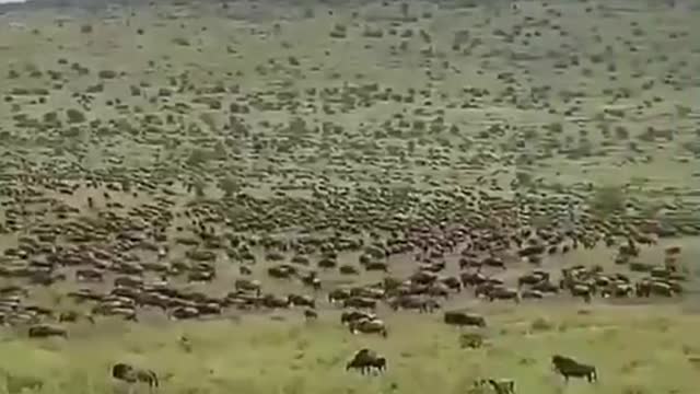 A swarm of wild animals