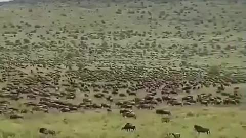 A swarm of wild animals