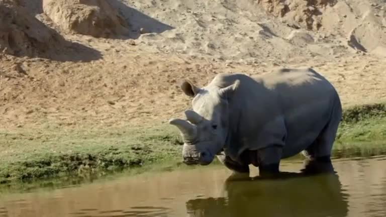 San Diego Zoo's white rhinos provide hope for the critically endangered species