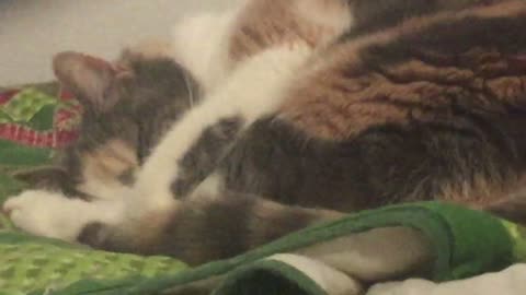 Pokemon Go 2020 Video Part 4