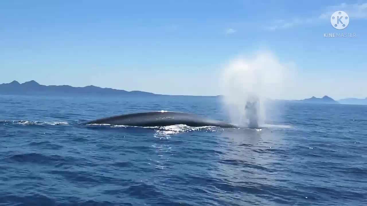 Whale blowing near to boat