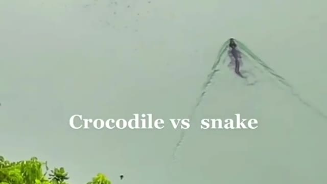crocodile vs snake