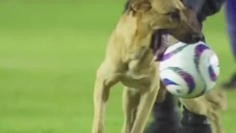 fantastic player in football game