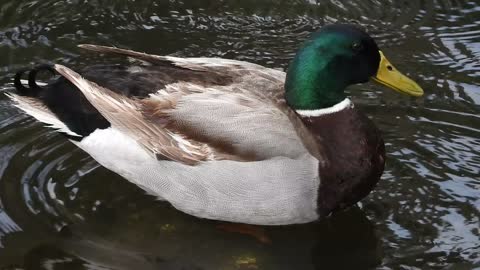 Mallard Duck Primping #NatureInYourFace