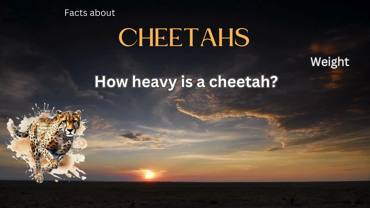 Cheetah Fact 3 - How heavy is a cheetah?