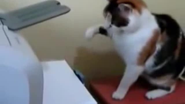 Kitty versus working printer! Who will win? It's funny to watch !!