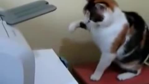 Kitty versus working printer! Who will win? It's funny to watch !!