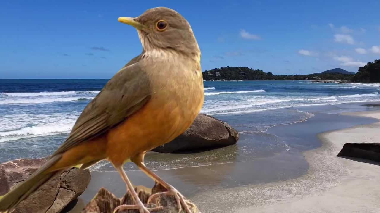 song of the sabiá (Brazilian bird)