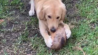 Bo, the coconut eating Golden Retriever Part 2