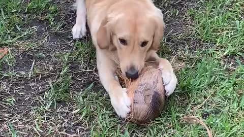 Bo, the coconut eating Golden Retriever Part 2