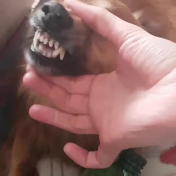 Angry Dog with Funny Sounds II You Must See it