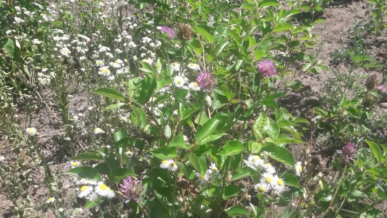 Wild herbs