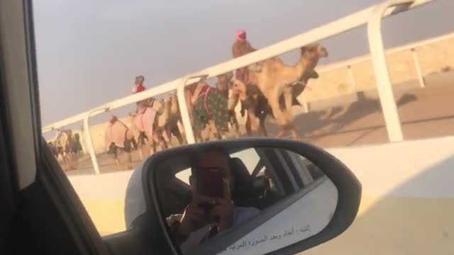 Camel Racing Club Arab National game 2021