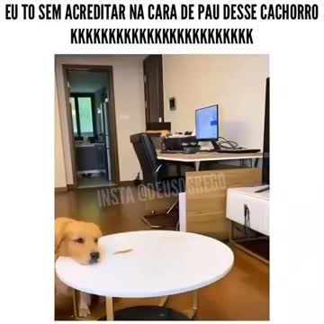 CACHORRO AMIGO