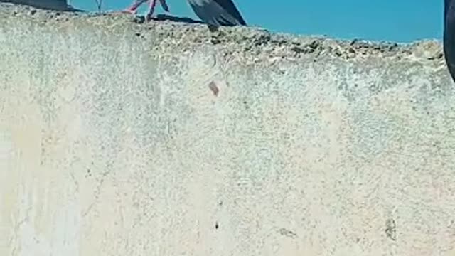 The strangest type of pigeon in the world