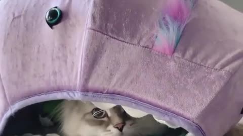 Pouncing over to wish you a Happy Caturday!
