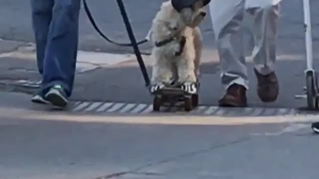 Dog on skateboard with yankees baseball hat