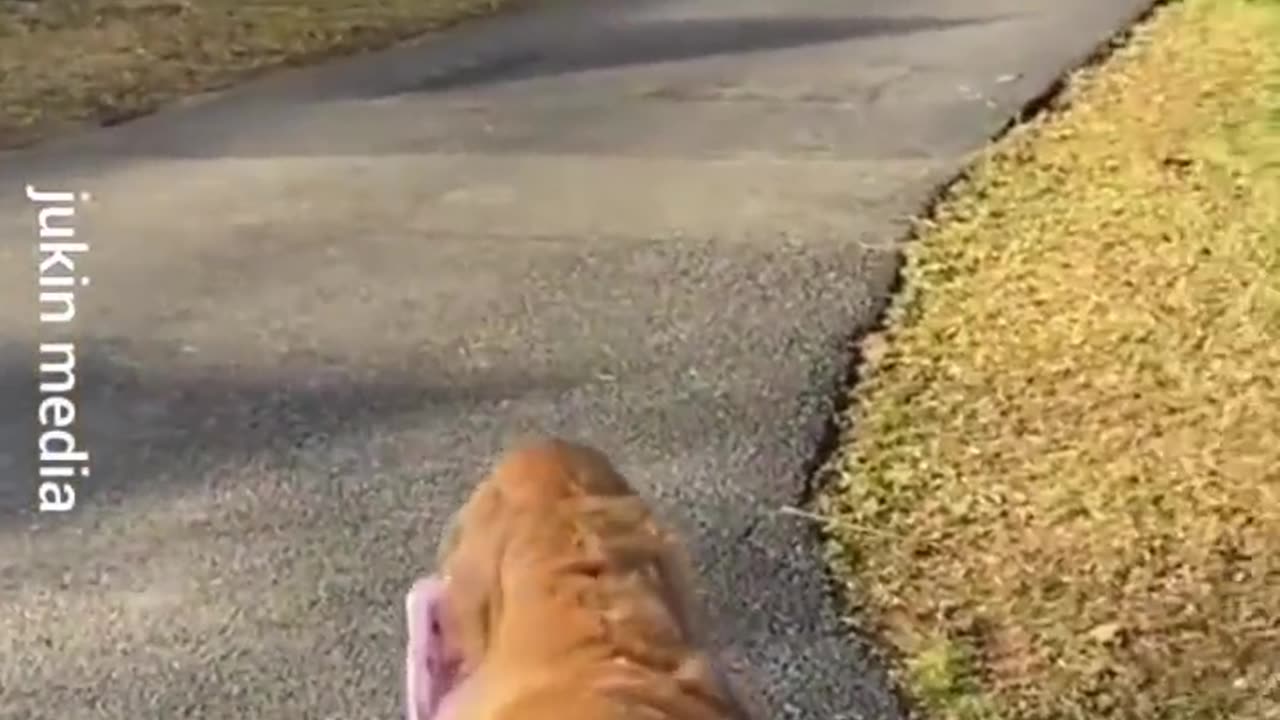 Dog carries girl's backpack off the bus every day after school