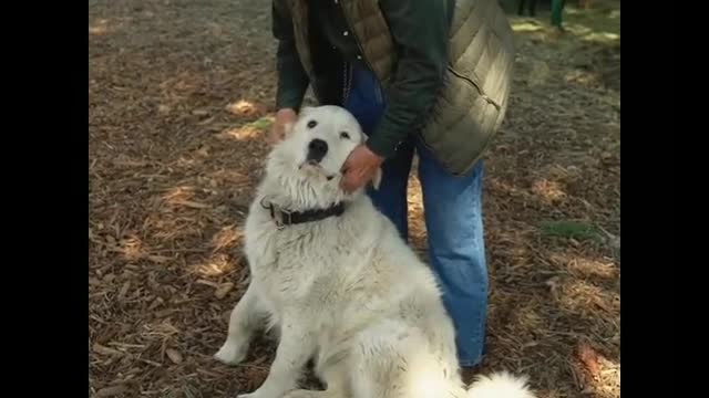 The cute and funny dog is playing with a man