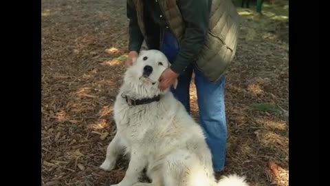 The cute and funny dog is playing with a man