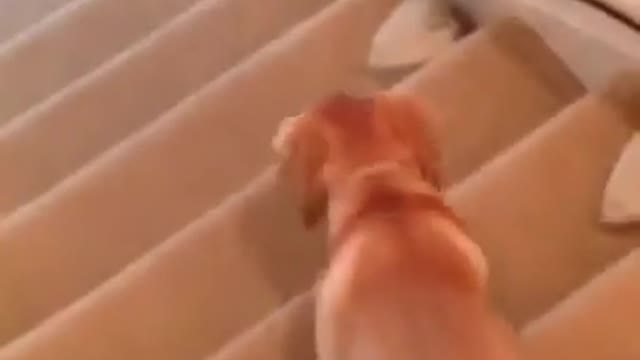 funny and cute labrador to star the day