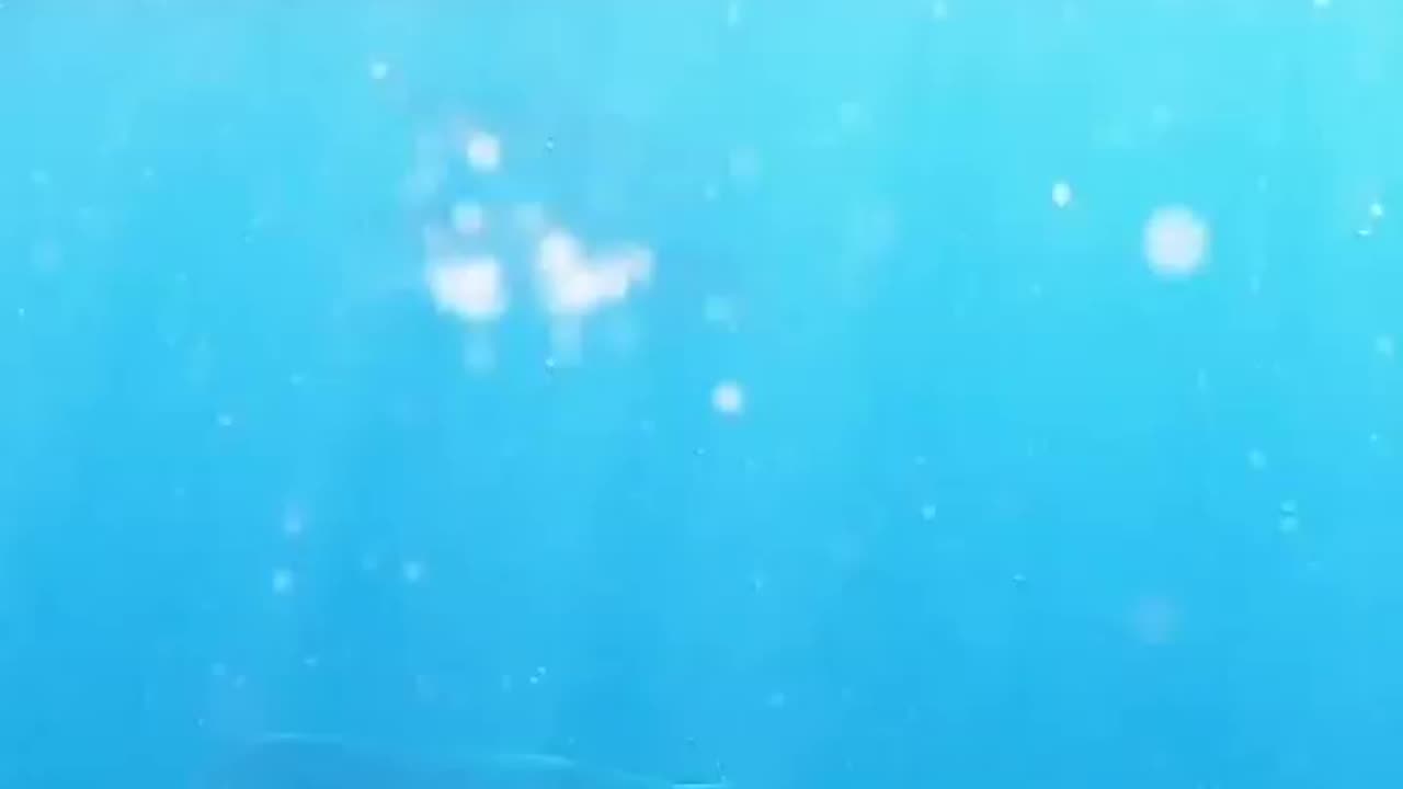 wildlife