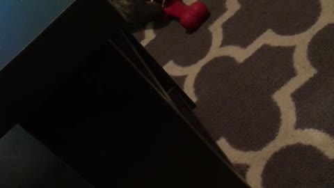 Dog lays on grey carpet with red bone