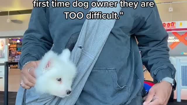 "Don't get a Samoyed as a first time dog owner they are TOO difficult.”