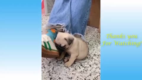 Lovely Pets - Compilation of Cute Funny Animals