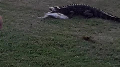 Gator Grabs the Goods