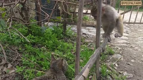 Ajeeb friends wali cat ki story - A cat friends with monkey, cow, sheep and dog - Funny Animals