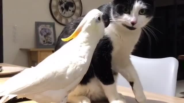 cat and parrot are best friends, watch how he pulls on his whiskers