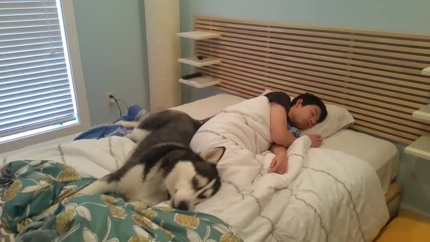 Husky Tries To Wake Up Owner But Ends Up Snuggling Him Instead