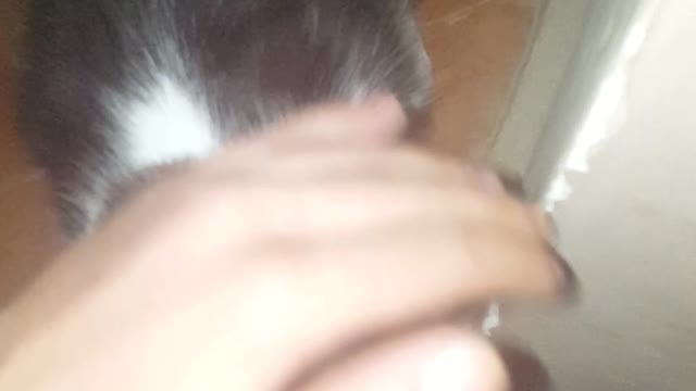 lovley cat Khila had nightmares was screaming when she wash sleeping lovley Cat