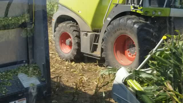 Harvesting Silage