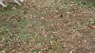 Dog enjoys popping balloons