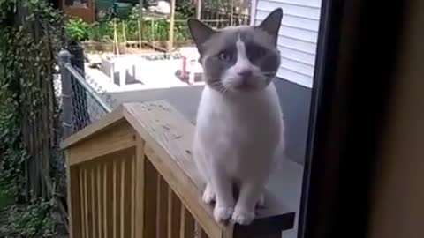 CAT FUNNY VIDEO