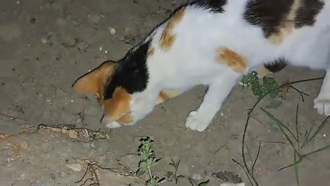 A cute cat walking in the yard in the evening.