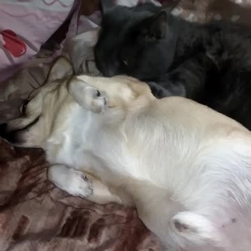 The cat licks the dog