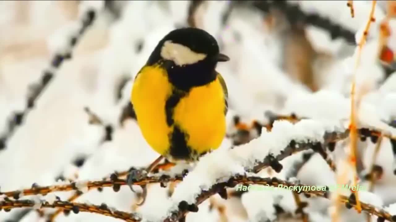 Música para relaxar e dormi- som de pássaros ao ar livre natureza