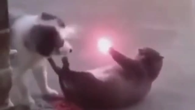 Cats firing on dog #cat and Dog war # Dog # cat# war#love