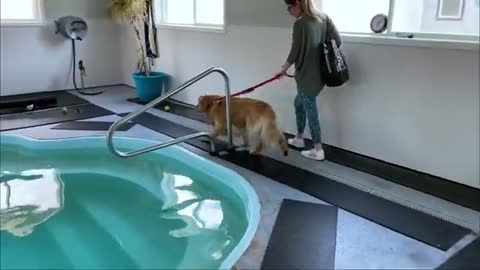 my dog best in the world