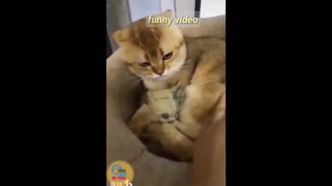 Funny Animal video, Best Friend ,cute cat Latest video in 2021